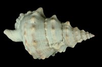 藏品(大白蛙螺)的圖片